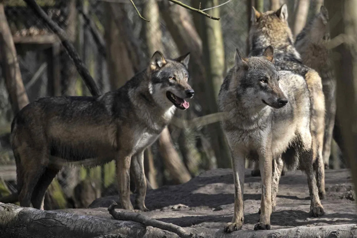 A Pack of Wolves Was Euthanized by British Wildlife Park Officials Who Say It Was 'a Last Resort'