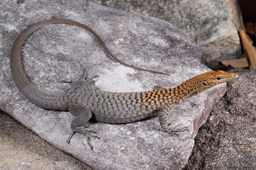 An orange headed lizard on a rock.