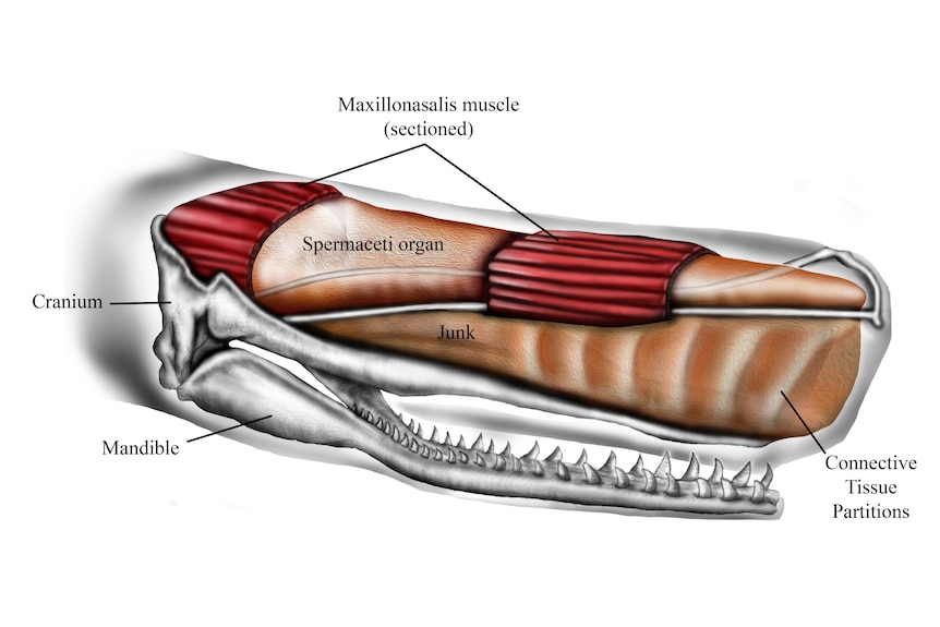 A cross-section of a sperm whale head showing most of the length above jaw is full of spermaceti organ and tissue.