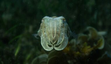 Pacific coast animal species discovered