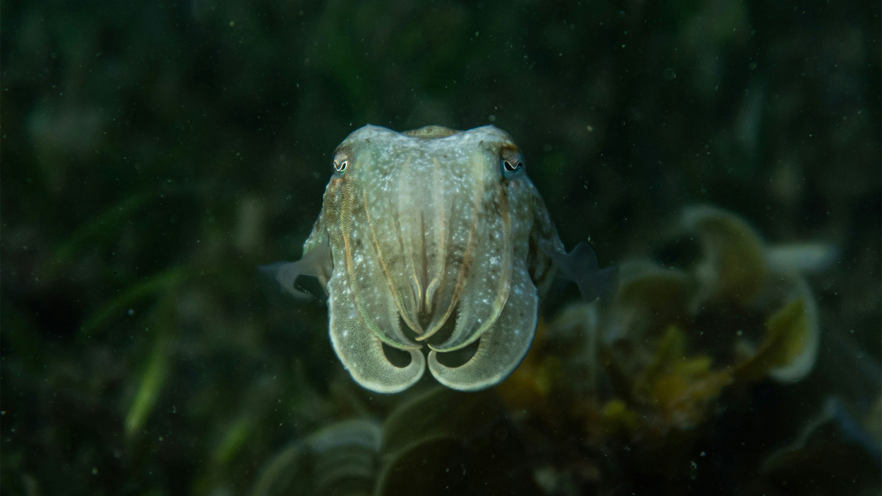 Pacific coast animal species discovered