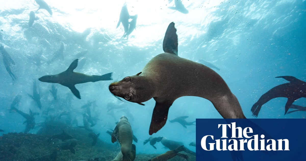 ‘There’s biological treasure here’: Chile’s endemic seals gain protection with new marine park | Oceans