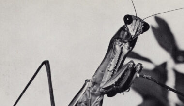 Courtney Barnett, 'Creature of Habit' Album Review