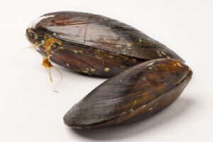 Two mussels close up