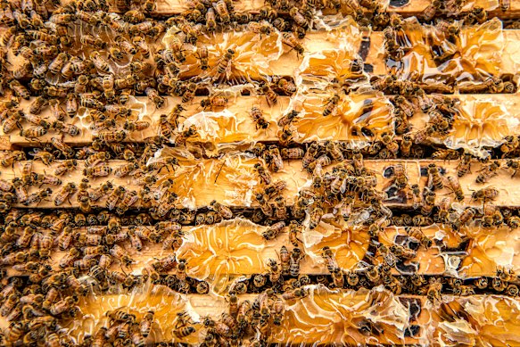 Dr Fernandes took swabs of bacteria and fundi from bee hives at the Tocal Bee Research and Training Centre.