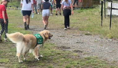 School support dogs helping anxious students cope and learn in class