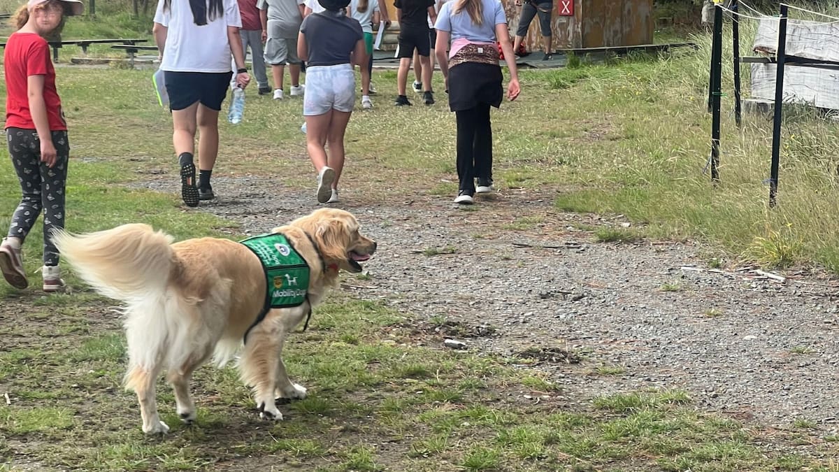 School support dogs helping anxious students cope and learn in class