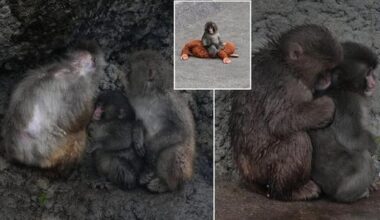 Viral Monkey Punch Finds Friendship At Japanese Zoo