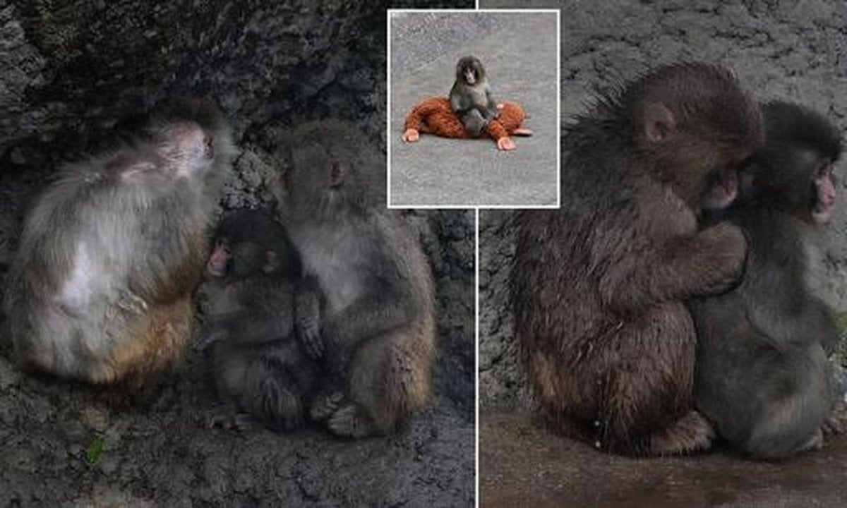 Viral Monkey Punch Finds Friendship At Japanese Zoo