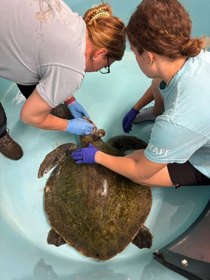 A stranded female Kemp's ridley sea turtle receiving care at the Gulf Center for Sea Turtle ResearchCredit: Gulf Center for Sea Turtle Research Facebook