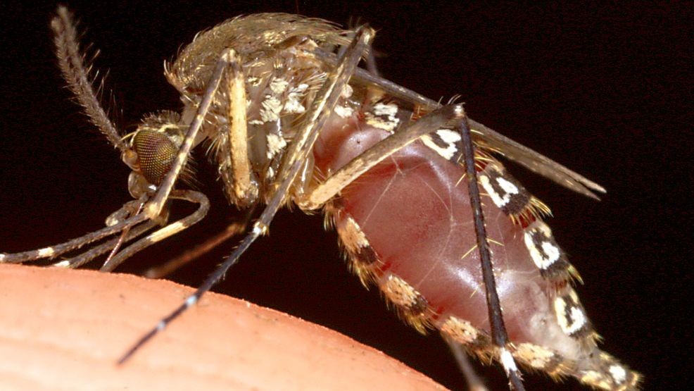 FILE - The body of a female mosquito fills up and balloons as she sucks blood from a photographer's hand at Everglades National Park August 12, 2002 in Flamingo, Florida. (Photo by Tom Ervin/Getty Images)