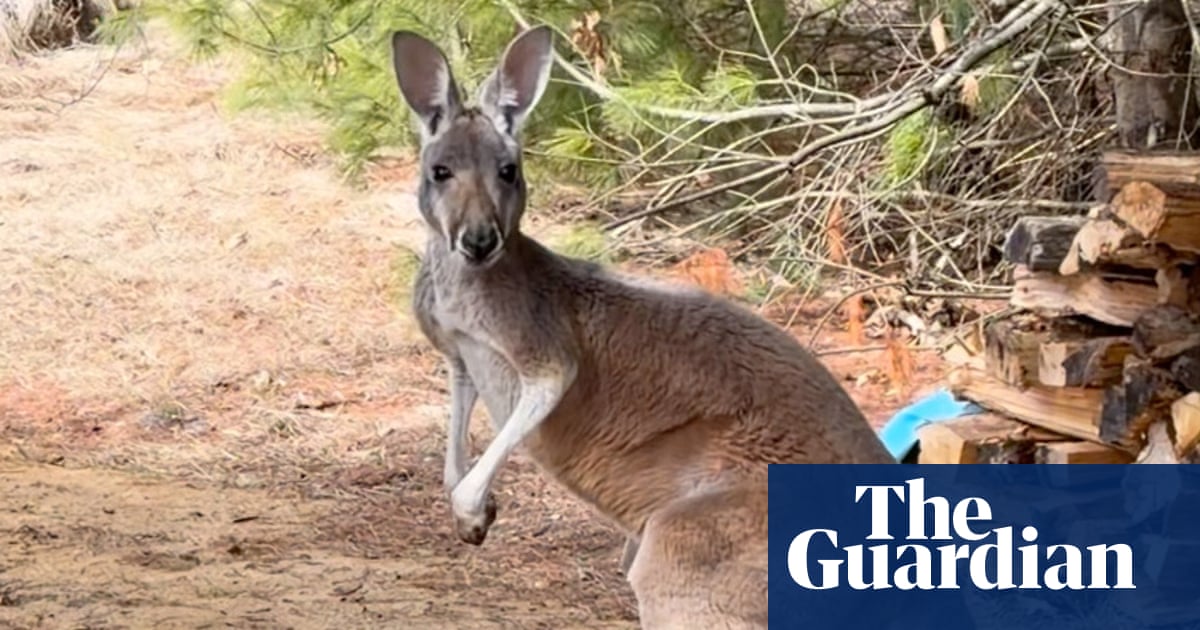 Chesney the kangaroo found three days after hopping away from farm | Wisconsin