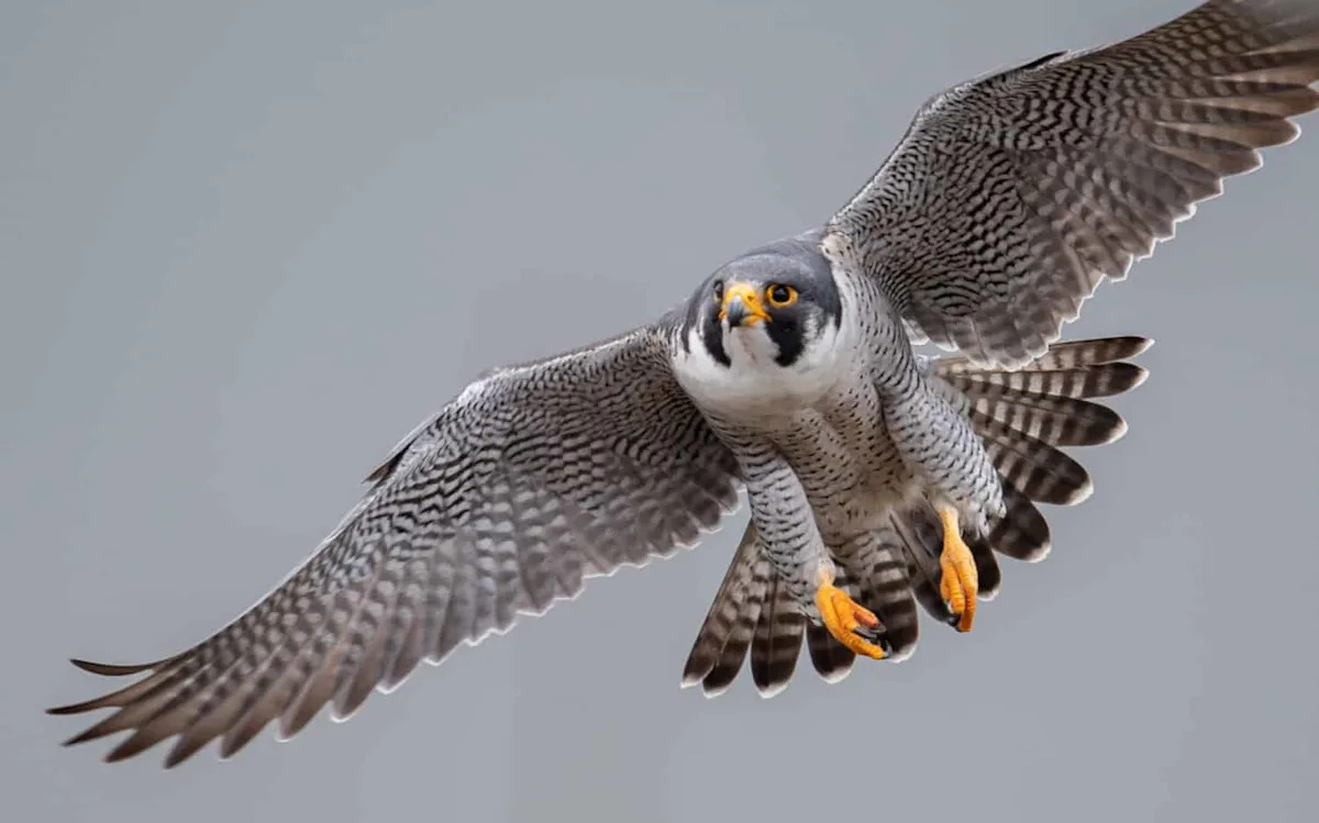 Falcon vs. Fox: Watch This Raptor Punch a Predator