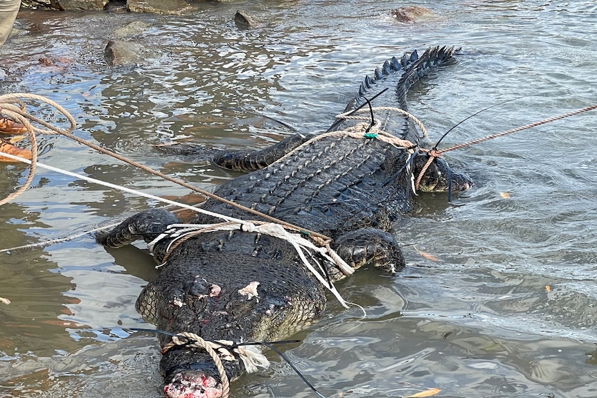 A crocodile caught in ropes.