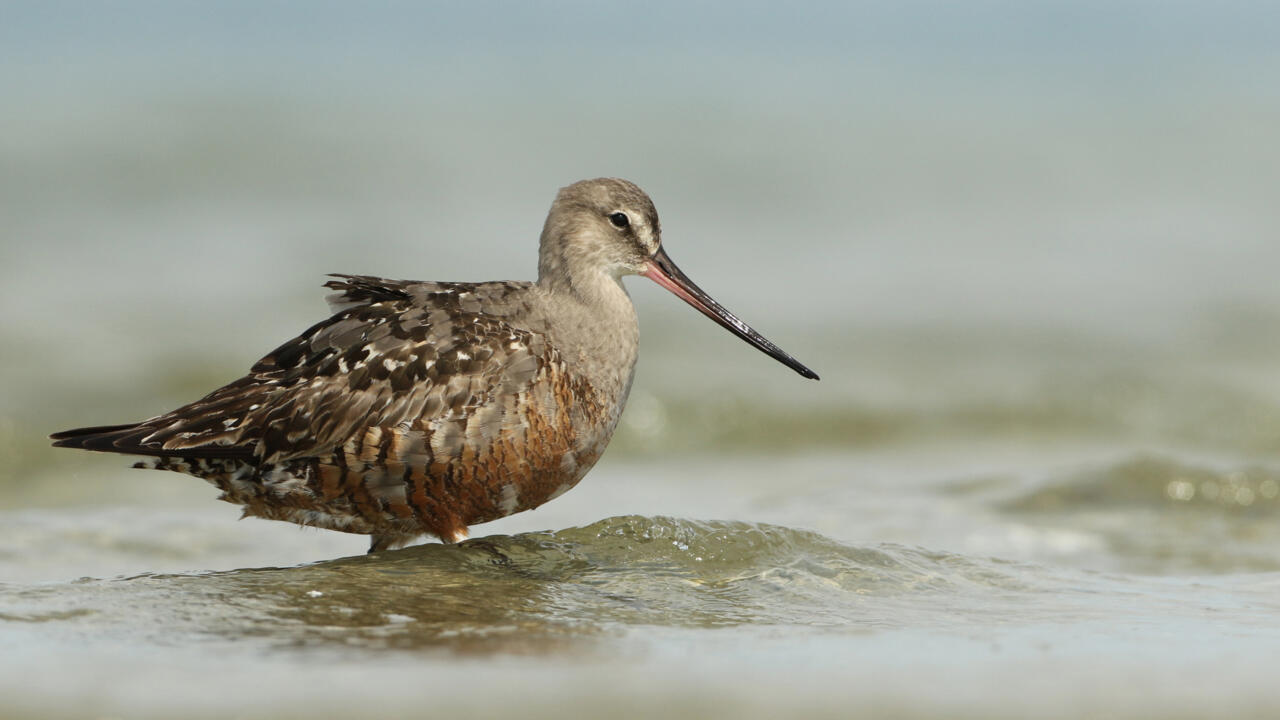 Forty new migratory species win international protection: UN body