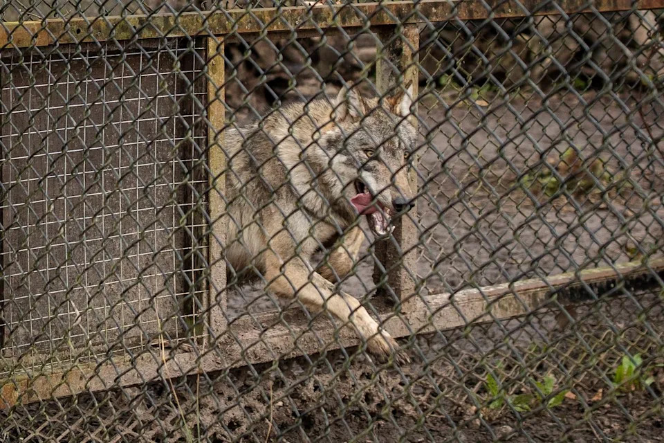 Wolves in their enclosure at the Wildwood Trust on March 11, 2021.Credit: Dan Kitwood/Getty