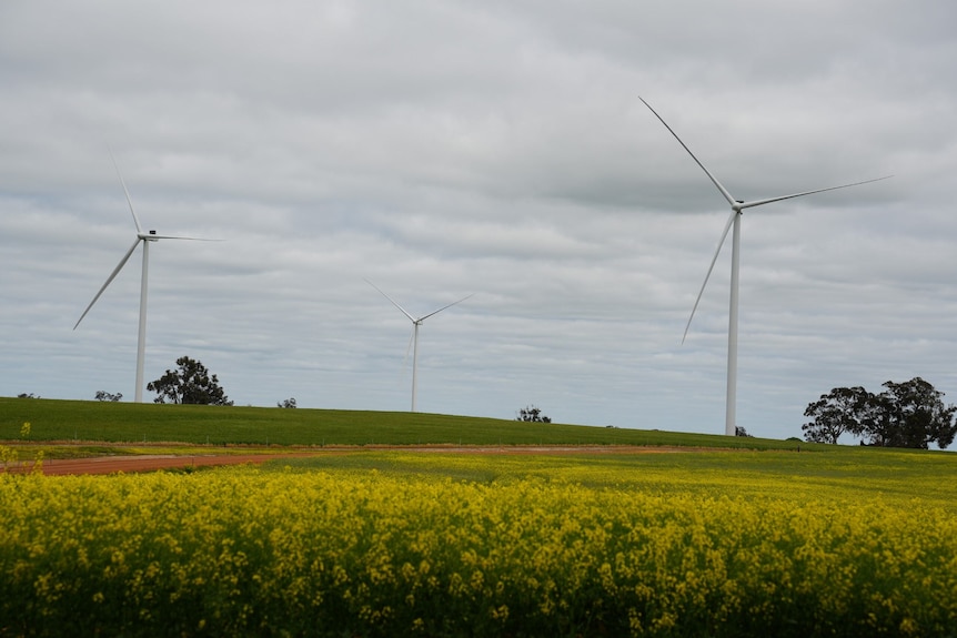 Wind turbines in a field.