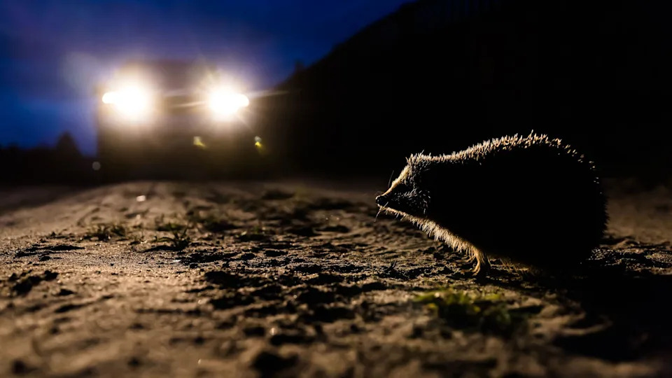 A hedgehog on the road with a car and bright headlight in the background