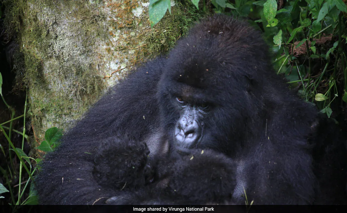 Second Set Of Rare Gorilla Twins Born In Congo's Virunga Park: "Extraordinary Event"