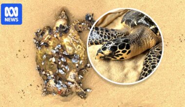 Critically endangered hawksbill sea turtle returns to wild months after beach rescue