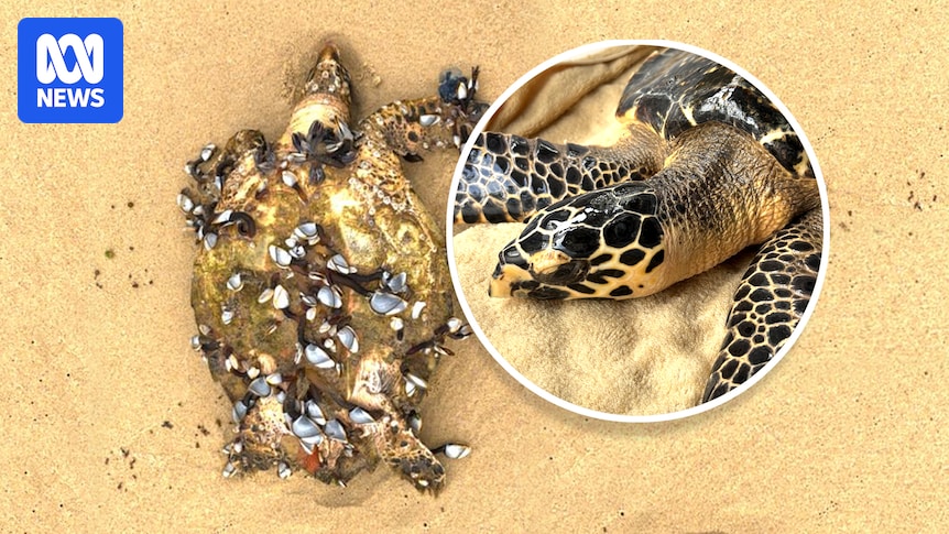 Critically endangered hawksbill sea turtle returns to wild months after beach rescue