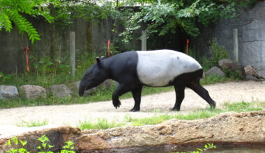 Archived camera-trap images bring Thailand's tapirs into focus
