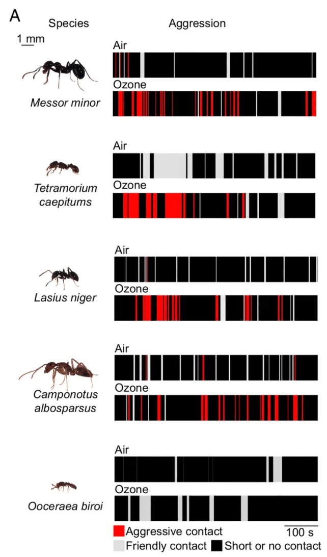 diagram showing each ant species' interactions based on whether they were exposed to ozone or not. five species were more aggressive to their ozone-exposed nestmates.