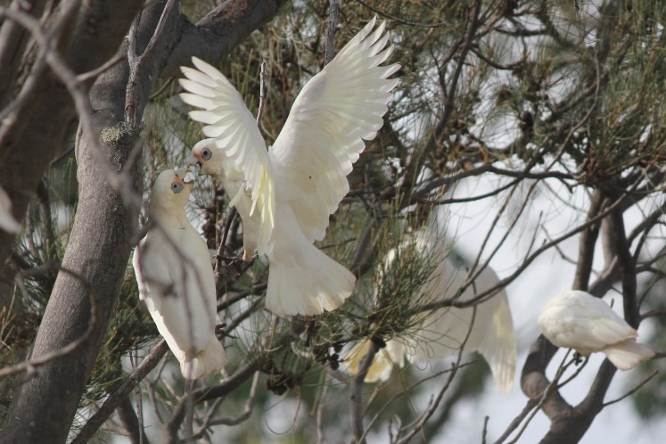 Two corellas in a tree. They look like they're kissing.