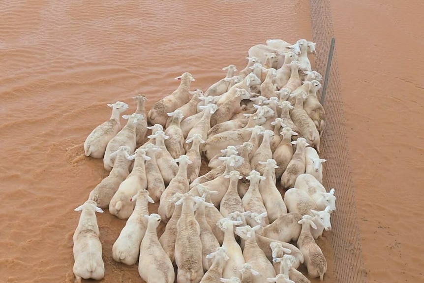 a mob of sheep on a fence line walking in flood waters 
