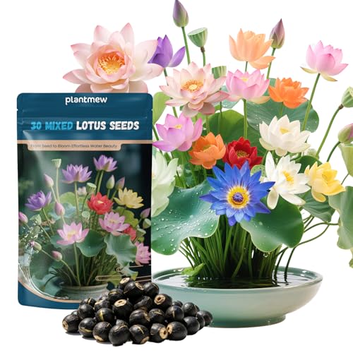 Lotus Seeds for Planting in Water | 30 Pcs Mixed Color Bowl Lotus Seeds for Indoor Bonsai, Outdoor Ponds &amp; Garden | Non-Gmo Water Lily Aquatic Plant Seeds