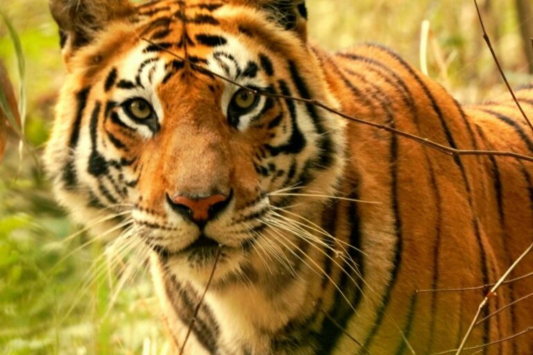 In 2018, a young tigress in Bandhavgarh Tiger Reserve disappeared from camera traps, leaving no trace of her presence until 2021, when camera traps in Achanakmar Tiger Reserve, 400 km away, captured her on camera traps. Forest officials later named her Jhumri. Image by Anubhav Sharma.