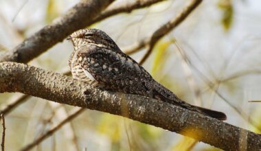 Elusive Nightjar Populations Doubled in 5 Years, a 'Remarkable Comeback' Conservationists Say