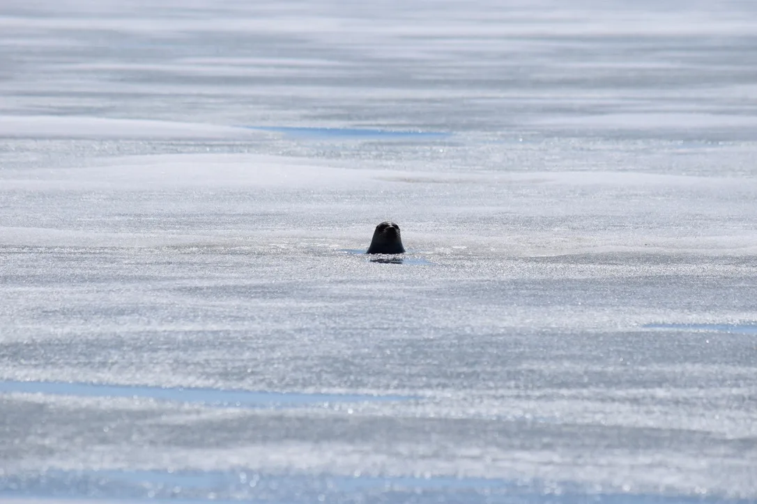 A ringed seal pokes its head above the water