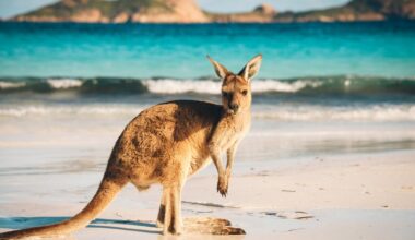 A kangaroo found only in Australia (shutterstock)