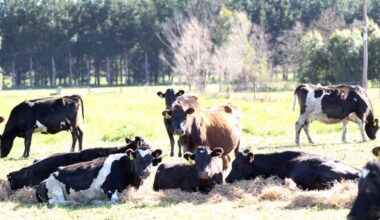 Five in a row: GDT streak continues with 5.7% surge - NZ Herald