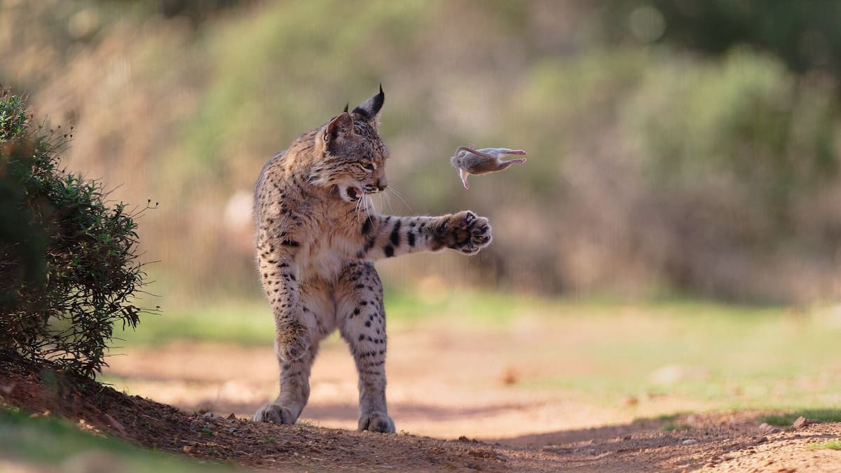 Wildlife Photographer of the Year People’s Choice winner has lynx effect