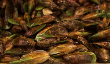 Ikana New Zealand Limited fined $20,000 over illegal live green-lipped mussels