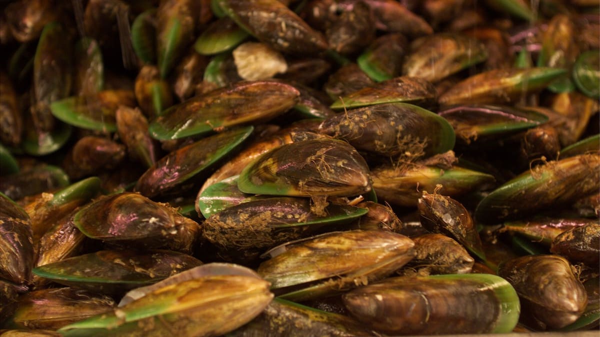 Ikana New Zealand Limited fined $20,000 over illegal live green-lipped mussels