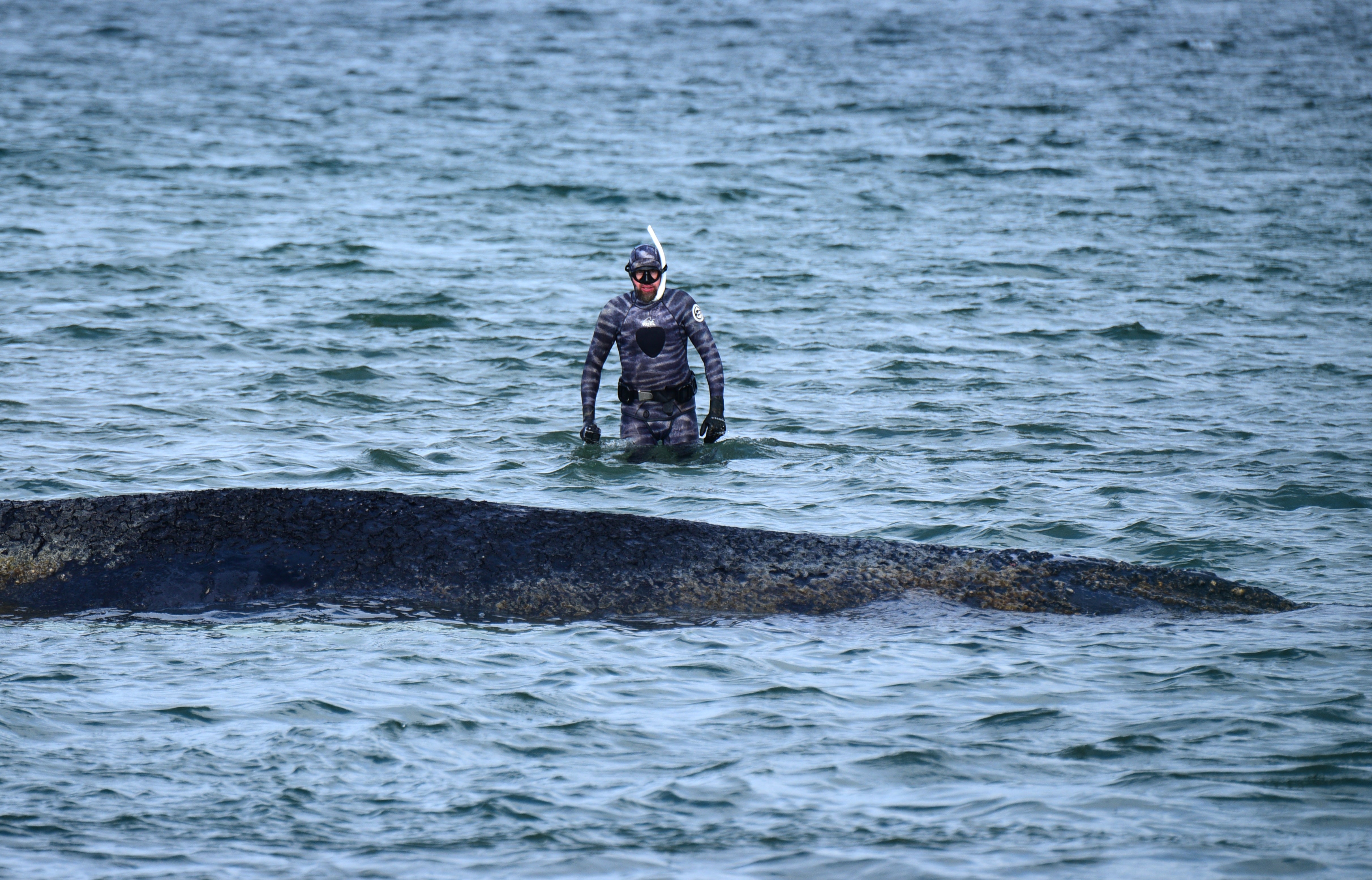 Biologist Robert Marc Lehmann examines the stranded mammal
