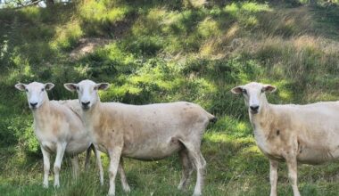 Paremoremo community alarmed by dog attacks on sheep, warns person could be next