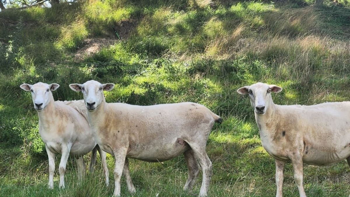 Paremoremo community alarmed by dog attacks on sheep, warns person could be next
