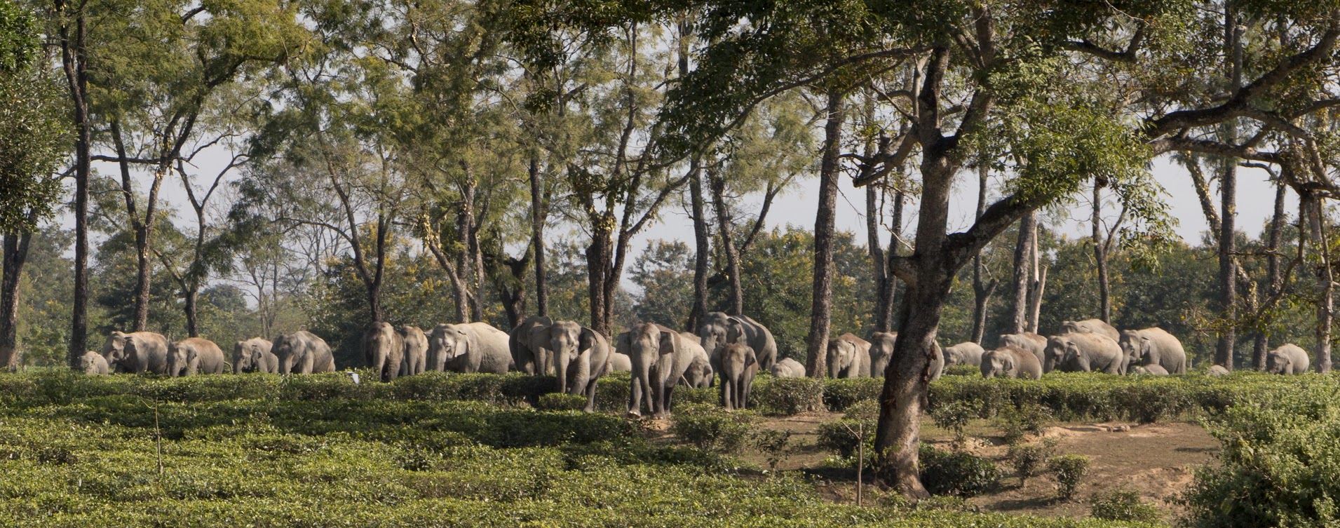 Study finds counterintuitive rise in elephant deaths after organised monitoring