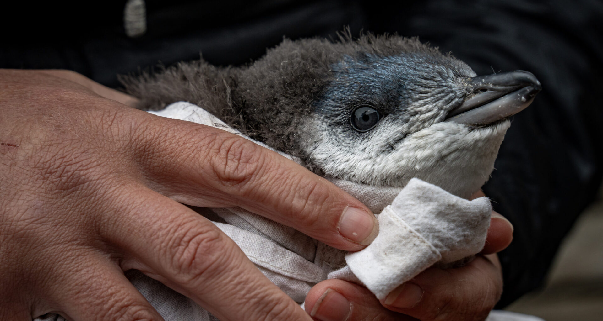 A tale of New Zealand's little blue penguins