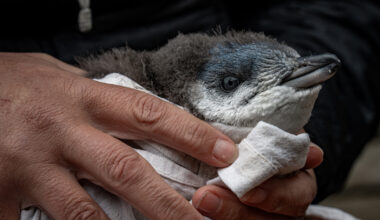 A tale of New Zealand's little blue penguins