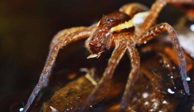 After Years Out Of Sight, These Hand Sized Water Walking Spiders Are Making A Comeback
