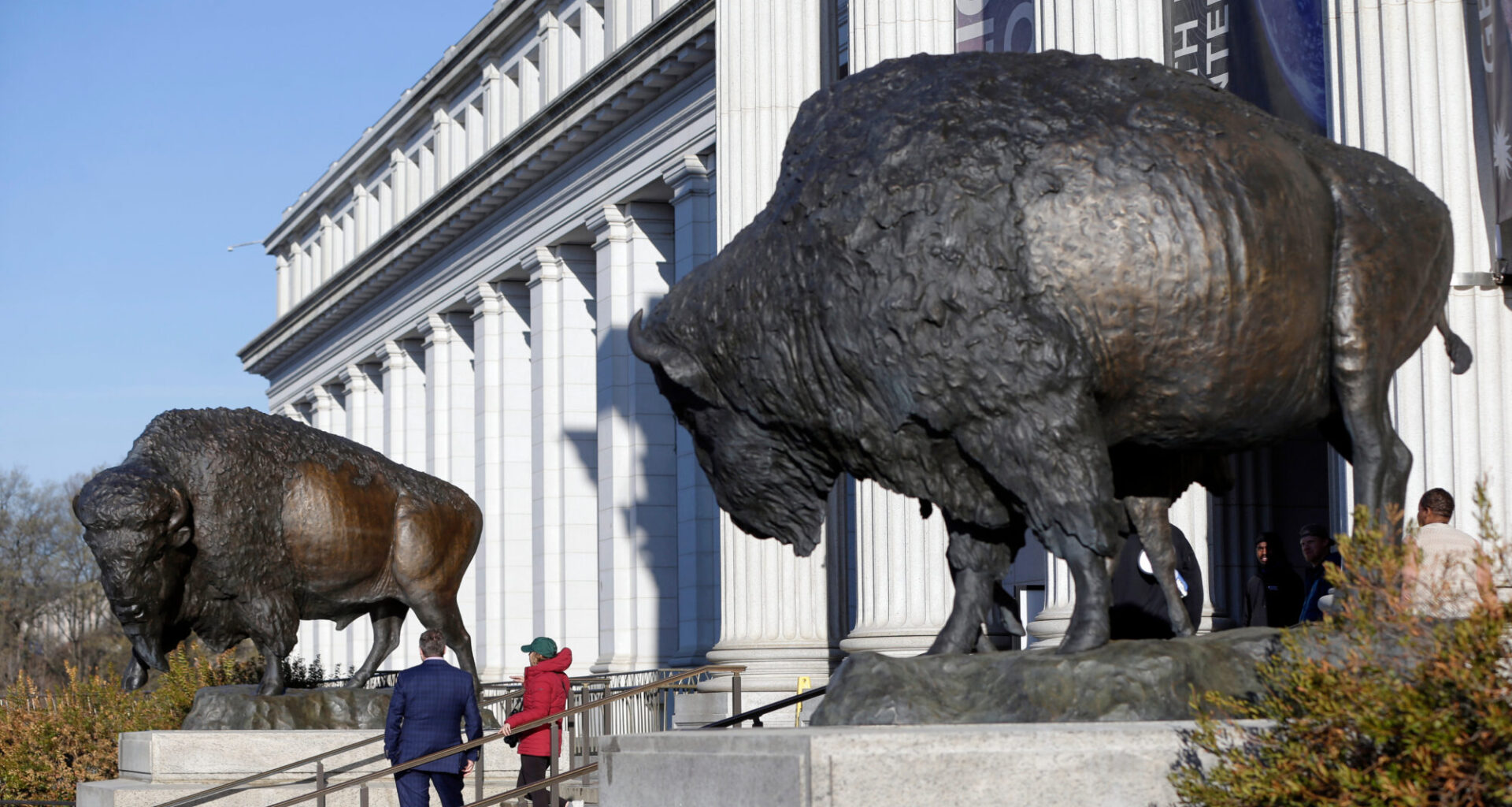 Bison statues cast in bronze are on permanent display outside the Smithsonian's National Museum of ...