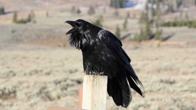 A raven with open beak, perched on a fence post in the wild 