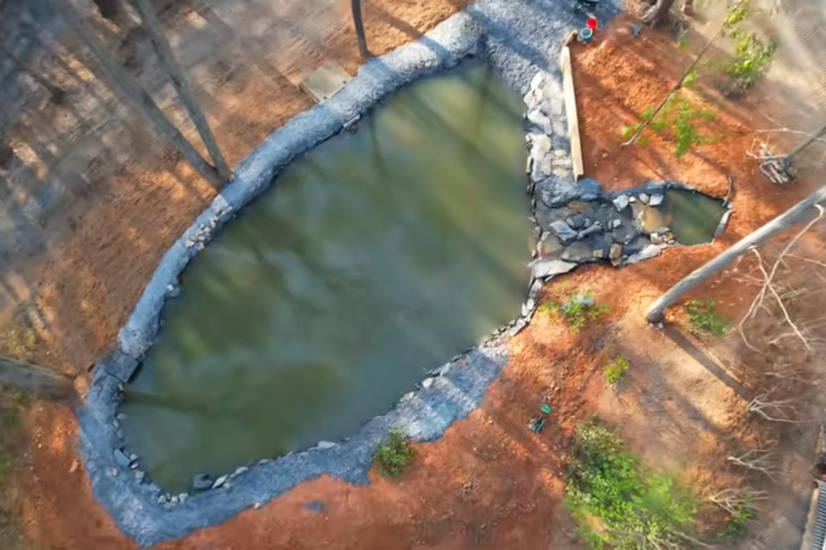 After felling 15 pine trees and digging non-stop, family transforms island into 7-foot-deep natural pool, with waterfall, biological filter, inner walls, giant rocks (4)