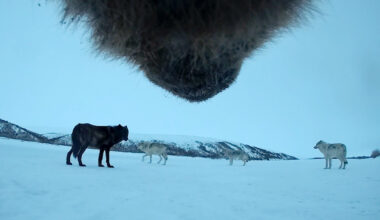 WSU scientists capture a bear’s eye view of life in the Arctic | WSU Insider