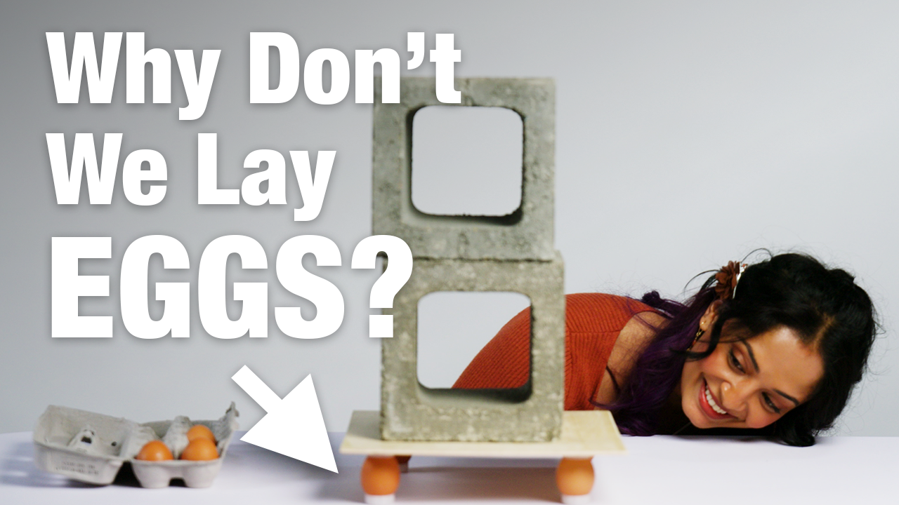 Why Mammals Gave Up on Laying Eggs